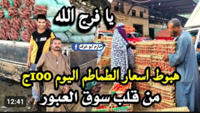 أسعار الطماطم اليوم