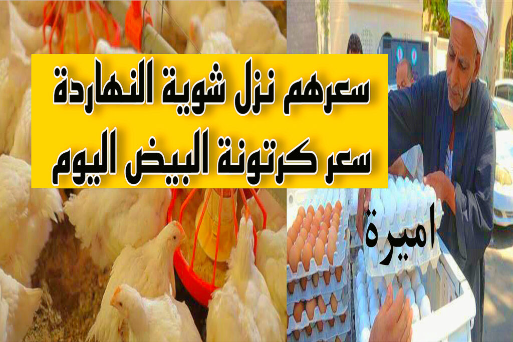 سعر كرتونة البيض اليوم