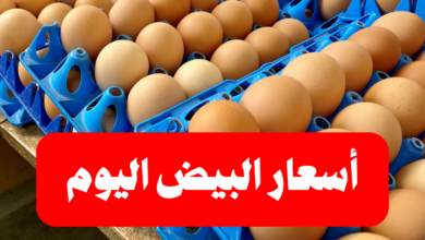 شركات انتاج البيض في الأسواق المحلية