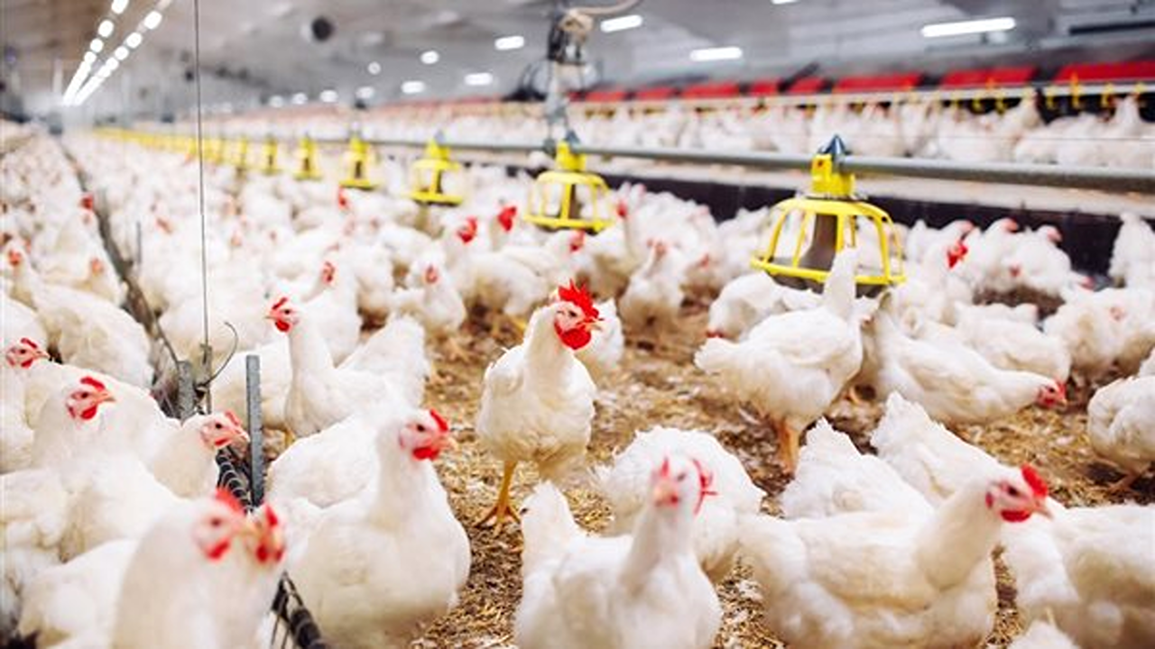 بورصة الدواجن أسعار الفراخ البيضاء