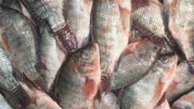 أسعار الأسماك والمأكولات البحرية في السوق المحلية اليوم السبت 31 يناير 2026