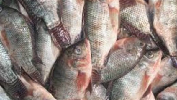 أسعار الأسماك والمأكولات البحرية في السوق المحلية اليوم السبت 31 يناير 2026