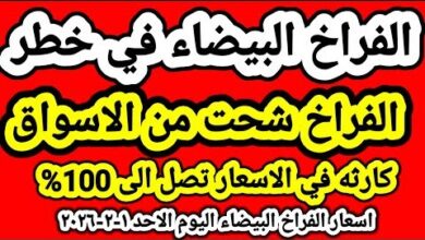 أسعار الدواجن اليوم في مصر الفراخ البيضاء وكرتونة البيض تتحدث عن السوق المحلية