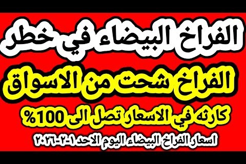 أسعار الدواجن اليوم في مصر الفراخ البيضاء وكرتونة البيض تتحدث عن السوق المحلية