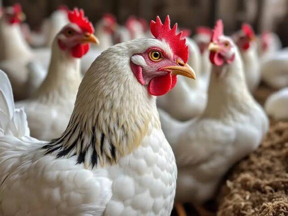 أسعار الدواجن والبيض اليوم السبت 31 يناير 2026 في مصر مع تحديثات السوق اليومية