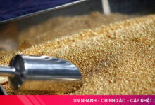 أسعار الذهب العالمية تقترب من مستوى قياسي جديد يتجاوز 5000 دولار للأونصة مع ارتفاع الطلب والاضطرابات الاقتصادية