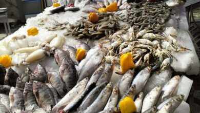 أسعار السمك اليوم السبت 31 يناير 2026 تتراوح حول 940 جنيها في الأسواق