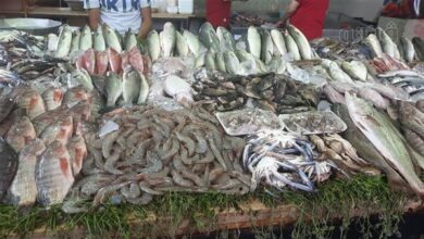 أسعار السمك اليوم تُسجل تراجعا في البلطي والمكرونة والجمبري وارتفاع الكابوريا بـ10 جنيهات