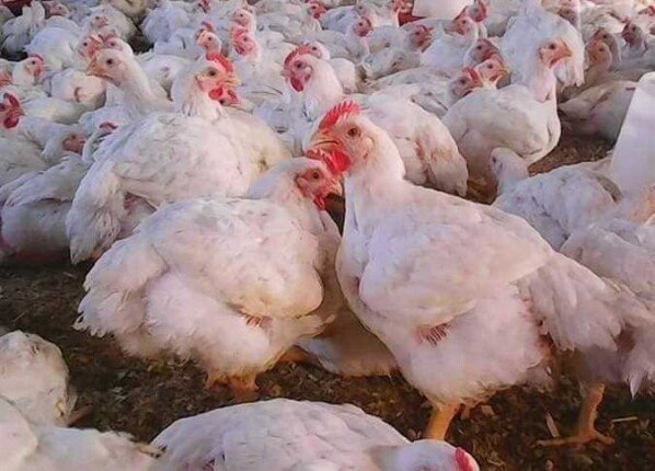 أسعار الفراخ البيضاء اليوم في بورصة الدواجن واستقرار سوق الدواجن المحلية