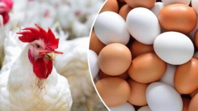 إنتاج يومي يشمل 4.8 مليون فرخة و1.5 مليون طبق بيض يعكس قوة قطاع الدواجن في السوق