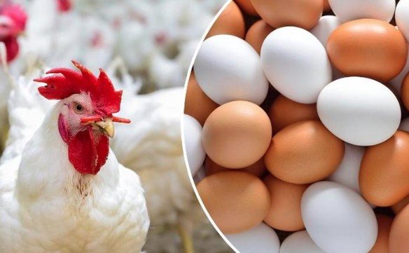 إنتاج يومي يشمل 4.8 مليون فرخة و1.5 مليون طبق بيض يعكس قوة قطاع الدواجن في السوق