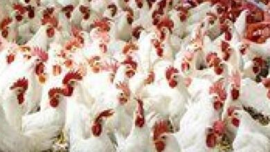 استقرار سوق الدواجن قبل فبراير وارتفاع مفاجئ في أسعار الفراخ والبيض اليوم السبت
