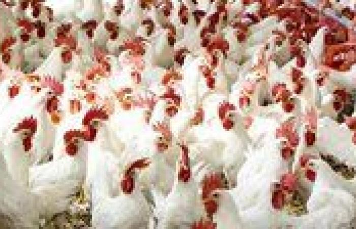 استقرار سوق الدواجن قبل فبراير وارتفاع مفاجئ في أسعار الفراخ والبيض اليوم السبت