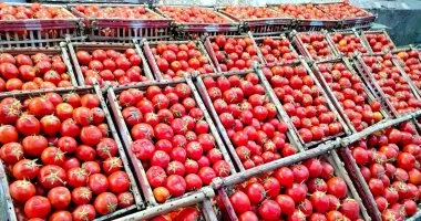 تباين في أسعار الخضراوات والفواكه بمراكز محافظة الغربية وسط ارتفاع وانخفاض في الأسعار خلال منتصف الأسبوع