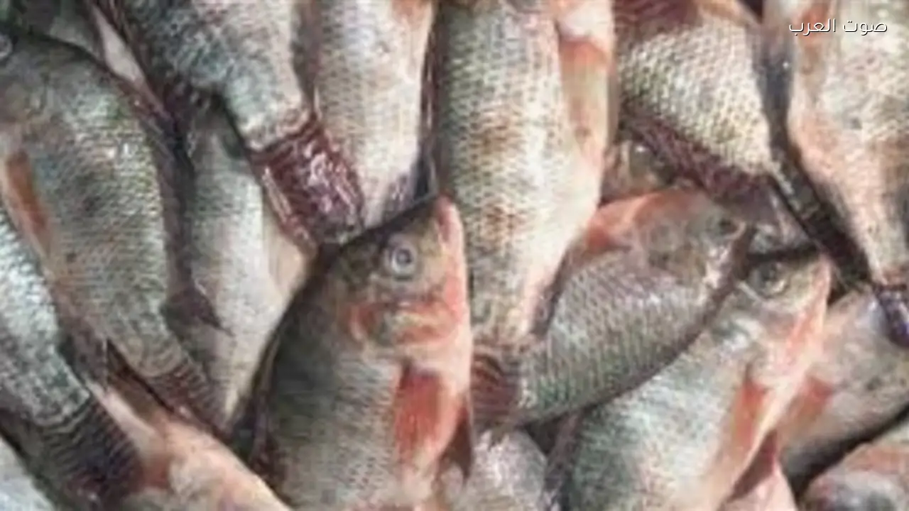 تحديث أسعار الأسماك والمأكولات البحرية ليوم السبت 31 يناير 2026