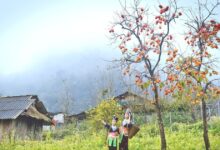 تغيرات جوية تبدأ بامطار وضباب في الصباح وتتحول إلى أشعة شمس ساطعة بعد الظهر