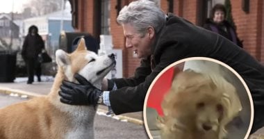 كلب يتفانى في انتظار وفاة صاحبه يوميا ويرفض تناول الطعام أو الشراب بعد رحيله