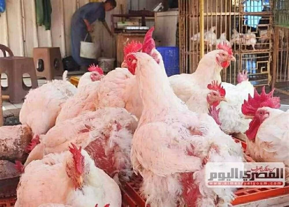 أسعار الفراخ اليوم الثلاثاء 3 فبراير 2026 في بورصة الدواجن تسجل ارتفاعًا جديدًا للكيلو