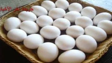 سعر كرتونة البيض في بورصة الدواجن للمستهلك اليوم