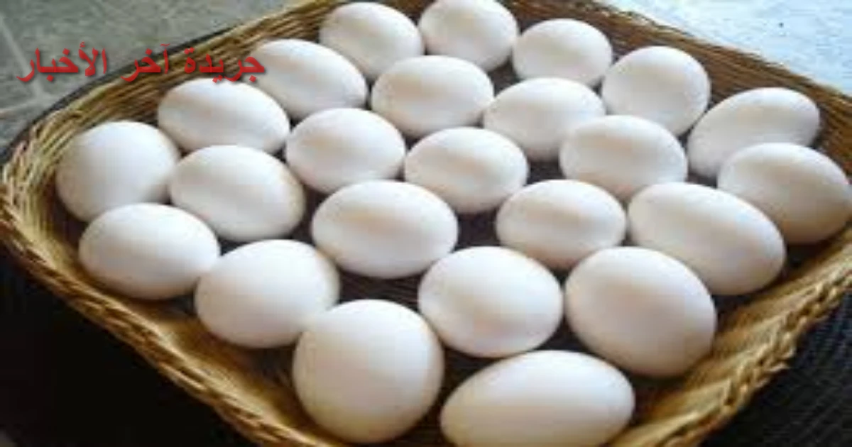 سعر كرتونة البيض في بورصة الدواجن للمستهلك اليوم