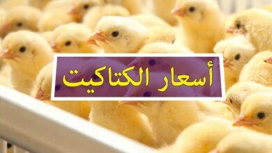 سعر الكتكوت الأبيض اليوم عمر يوم