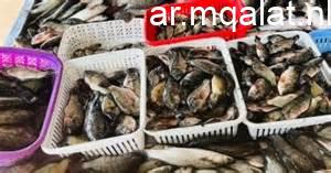 أسعار أسماك البلطي في كفر الشيخ يوم الجمعة 6 فبراير 2026 تعرف على التغييرات في السوق