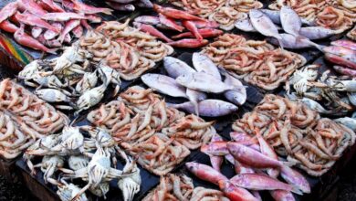 أسعار الأسماك اليوم الأحد كم يبلغ سعر كيلو البوري والجمبري