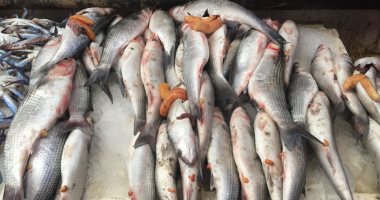 أسعار الأسماك اليوم الأربعاء 4 فبراير 2026 في أسواق مطروح تشمل البوري بـ160 جنيهًا