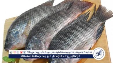 أسعار الأسماك اليوم الثلاثاء 3 فبراير 2026 في محافظة المنيا