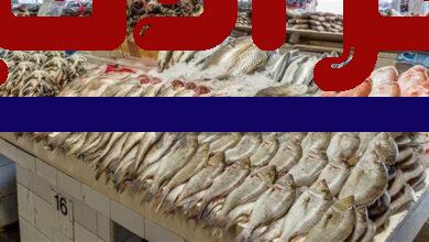 أسعار الأسماك في بحيرة البحيرة خلال يوم الثلاثاء من بحر إلى مركز