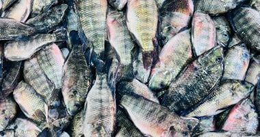 أسعار الأسماك في كفر الشيخ الاثنين 2 فبراير 2026 تتراوح بين 50 جنيه للبلطي