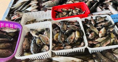 أسعار الأسماك في كفر الشيخ اليوم الجمعة 6 فبراير 2026 ترفيه حول البلطي بكام