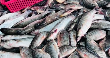 أسعار البلطي في السوق اليوم الأحد 1 فبراير 2026 في القليوبية