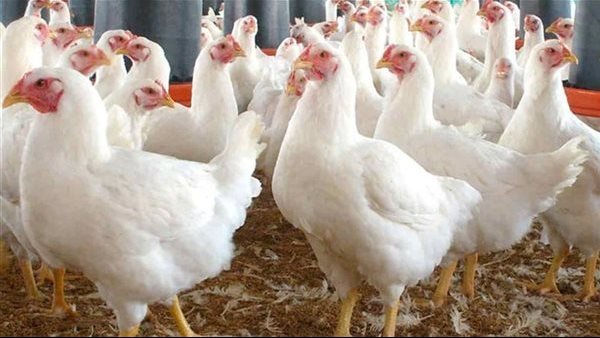 أسعار الدجاج اليوم الخميس في سوق الطيور تشمل الأبيض والساسو والبلدي