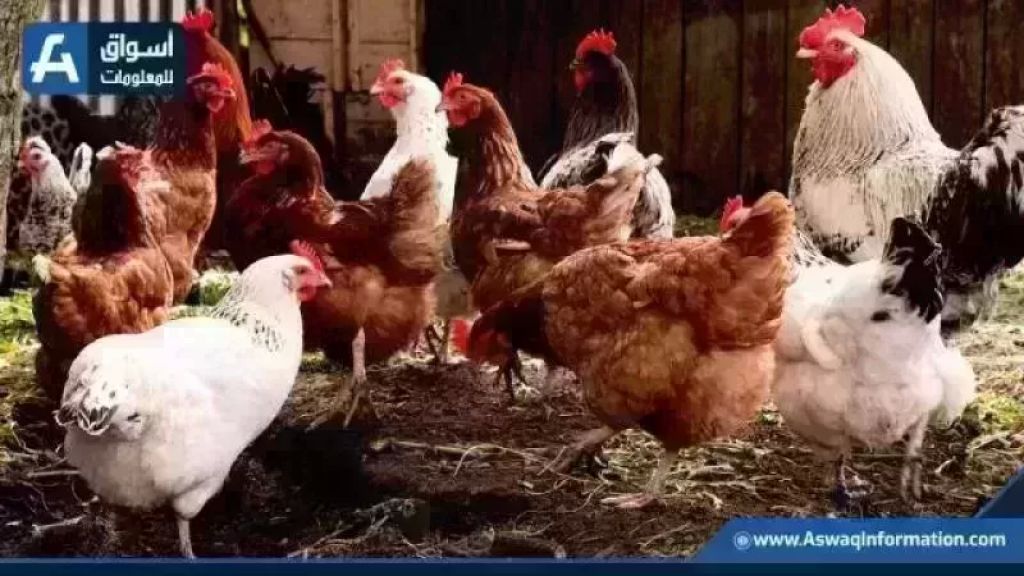 أسعار الدواجن البيضاء اليوم الأحد في المزرعة وارتفاعات سعر الفراخ ومواد الغذاء