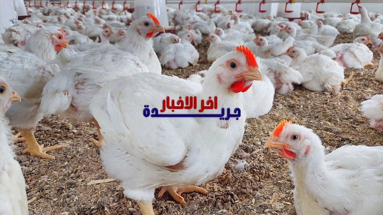 أسعار الدواجن البيضاء اليوم السبت 7 يناير 2026 في السوق المحلي