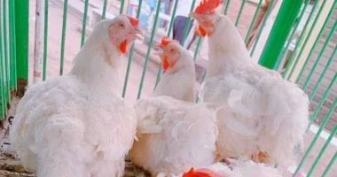 أسعار الدواجن البيضاء تسجل 90 جنيها في كفر الشيخ يوم الاثنين 2 فبراير 2026