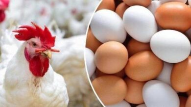 أسعار الدواجن البيضاء والبيض اليوم الأربعاء ٤ فبراير ٢٠٢٦ خلفيات ارتفاع وانخفاض السوق