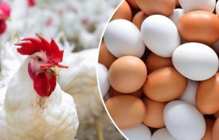 أسعار الدواجن البيضاء والبيض اليوم الأربعاء ٤ فبراير ٢٠٢٦ خلفيات ارتفاع وانخفاض السوق