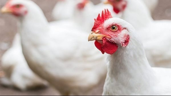 أسعار الدواجن اليوم الأربعاء في مصر تعرف على سعر الأبيض والبلدي والساسو