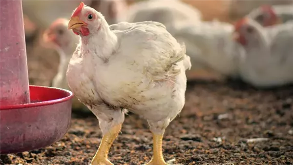 أسعار الدواجن اليوم الإثنين 2 فبراير 2026 تشهد زيادة جديدة في سوق الدواجن