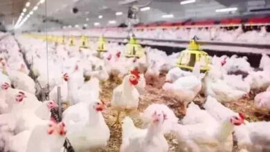 أسعار الدواجن اليوم الثلاثاء 3 فبراير 2026 وفراخ البيضاء بسعر كم