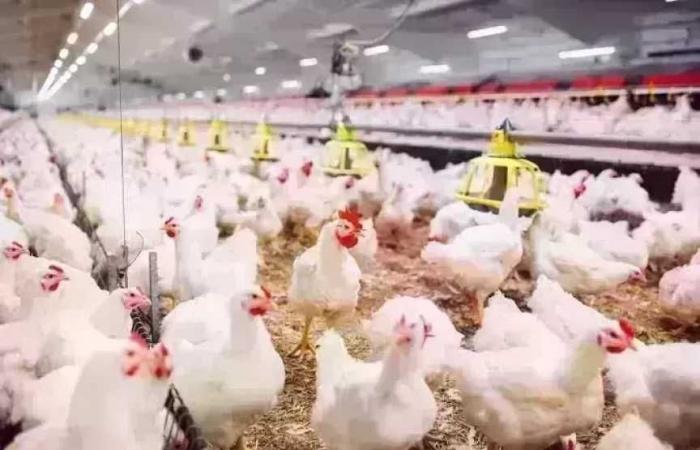 أسعار الدواجن اليوم الثلاثاء 3 فبراير 2026 وفراخ البيضاء بسعر كم