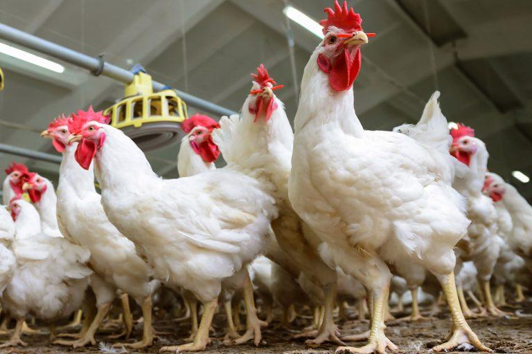 أسعار الدواجن اليوم الخميس تسجل ارتفاعًا ملحوظًا مع ازدياد الطلب واقتراب شهر رمضان