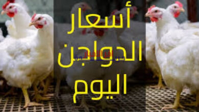 أسعار الدواجن اليوم السبت 7 فبراير 2026 تواصل الارتفاع قبل رمضان