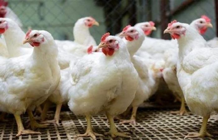 أسعار الدواجن اليوم الفراخ البيضاء والبلدي حسب بورصة الدواجن
