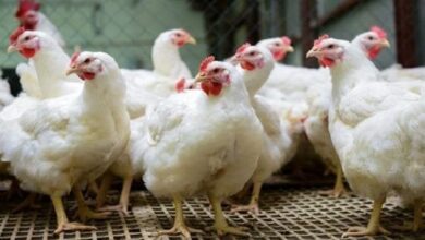 أسعار الدواجن اليوم والفراخ البيضاء والبلدي وفق بورصة الدواجن