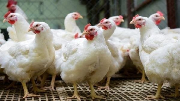 أسعار الدواجن اليوم والفراخ البيضاء والبلدي وفق بورصة الدواجن