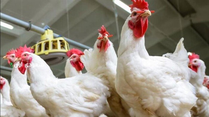 أسعار الدواجن والبيض اليوم الأحد 1 فبراير 2026 في السوق المصرية