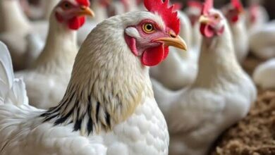 أسعار الدواجن والبيض اليوم الأربعاء 4 فبراير 2026 تتغير في السوق المحلية